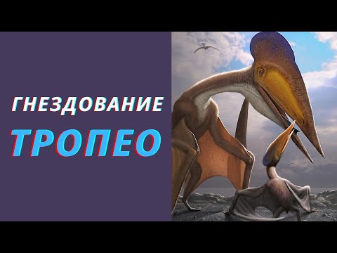 Видео: ГНЕЗДОВАНИЕ ТРОПЕО Beasts Of Bermuda