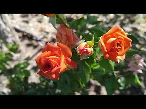 Видео: ПОКАТАЮ ВАС НА ВЕЛИКЕ. ПРИРОДА И ТИШИНА. ЦВЕТЫ. 2 ГОДА БЕЗ МАШИНЫ. #trevel 