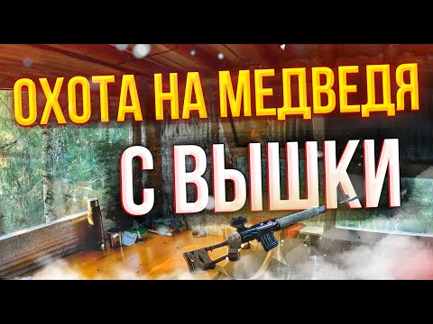 Видео: Охота на медведя с вышки на приваде! #охотанаприваде