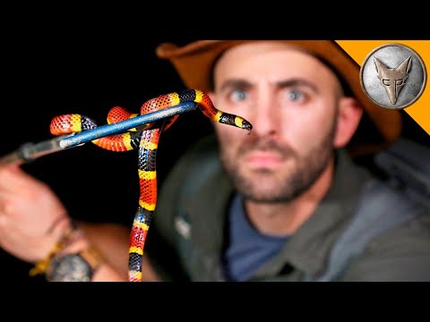 Видео: Нощ на смъртоносните същества с Brave Wilderness Български - Отправяме се на опасна експедиция 😱