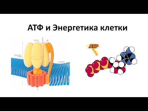 Видео: 6. АТФ и энергетика клетки (9 или 10-11 класс) - биология, подготовка к ЕГЭ и ОГЭ 2018