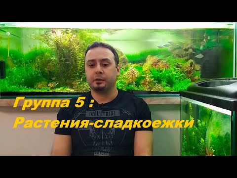 Видео: Растения из меристемы.  Группа 5 - Аквариумные гурманы