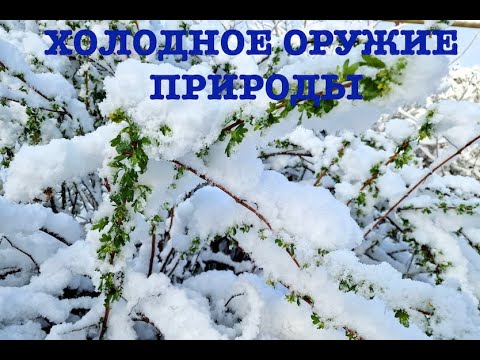 Видео: "Холодное оружие" природы. Часть 1.