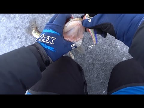 Видео: ЭТОМУ ВИБУ НЕТ РАВНЫХ! РЫБАЛКА НА СУДАКА ЗИМОЙ НА ВОЛГЕ