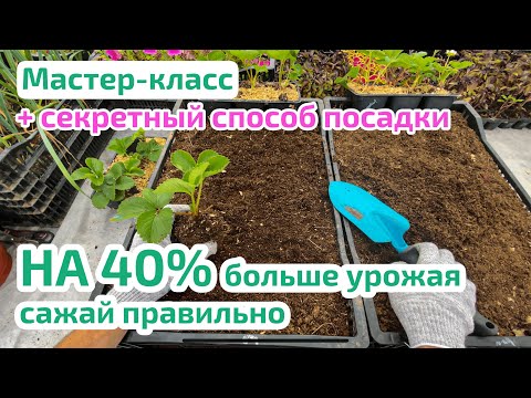 Видео: Как сажать клубнику 🍓 + ТОП 5 ошибок новичка