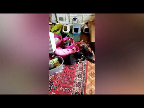 Видео: Более сотни животных.Нужно постельное бельё,полотенца,пледы и ковры.Очень важна помощь кормами🙏🏼