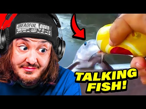 Видео: ТЫ СМЕЕШЬСЯ, ТЫ ТВИТТЕ (4 CHAN)