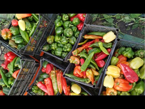 Видео: Лучший способ выращивания перца! Показываю результат. Обязательно попробуйте эти сорта!