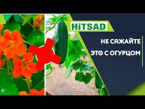 Видео: НЕ САЖАЙТЕ ЭТО РЯДОМ С ОГУРЦАМИ ✖️