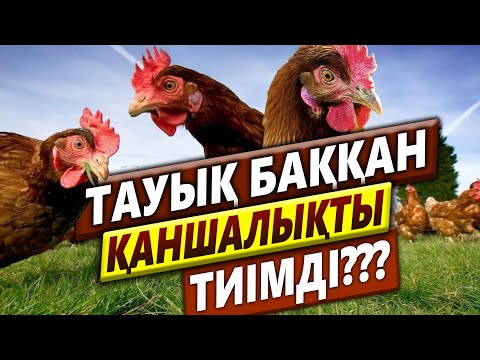 Видео: ТАУЫҚ БАҚҚАН ҚАНШАЛЫҚТЫ ТИІМДІ???