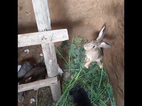 Видео: #35.АТЕШ БОЙ. ЖАНА ТАУҚ ӘКЕЛДІМ