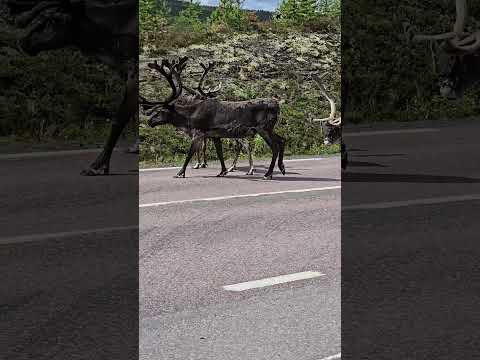 Видео: Вот Такая НОРВЕГИЯ, СЕВЕРНЫЕ ОЛЕНИ идут прямо по дороге!!
