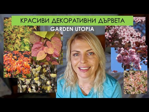 Видео: 13 прекрасни ДЕКОРАТИВНИ ДЪРВЕТА за градината