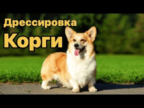 Видео: Супер корж Гари) или обычная тренировка Корги)))