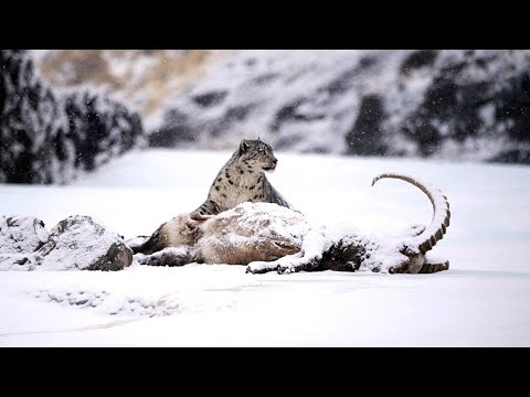 Видео: Красивый, сильный и крайне редкий горный властелин - СНЕЖНЫЙ БАРС В ДЕЛЕ!