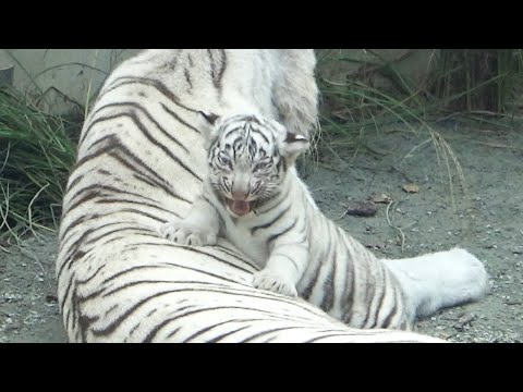 Видео: Игра с мамой превращается в веселье 🤣 Нежный Сигуре не может остановиться 😍