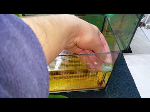 Видео: Сколько можно? Очередной нерест вуалевых данио GloFish