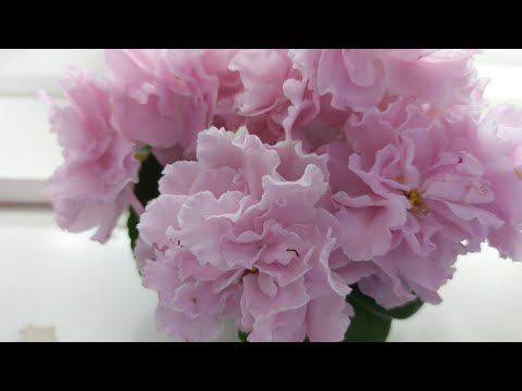 Видео: 12.03.2025./Новинки/Выставка фиалок в Доме фиалок(МК)#фиалки#выставка#