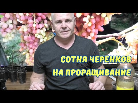 Видео: Упрощённое укоренения черенков инжира.