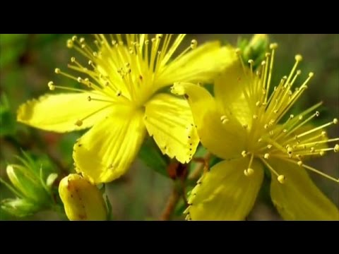 Видео: Зверобой продырявленный