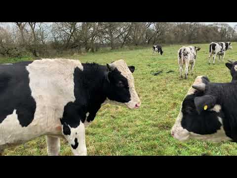 Видео: Привесы бычков м октябре