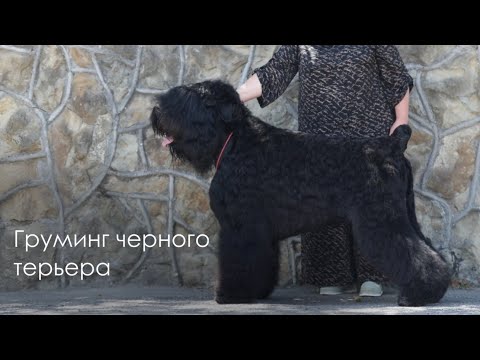 Видео: Груминг русского черного терьера с Анжеликой Немеровой на косметике "Свети"