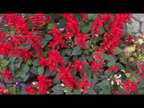 Видео: Обзор  моих клумб в Октябре. Последние яркие краски.