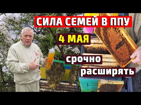 Видео: Весеннее развитие пчел. Расширение гнезд и Постановка вощины.