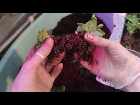 Видео: ДНЕВНИК РАССАДНИЦЫ.ПИКИРОВКА ПОДРОСШЕЙ РАССАДЫ.2022