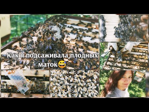 Видео: Замена маток. Сложно, но возможно! :)