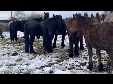 Видео: Великий Вибір Коней з Європи на Продажу