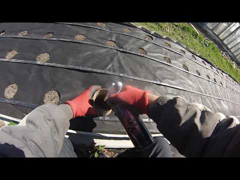 Видео: Как за 5 минут проделать отверстия в агроволокне для посадки клубники