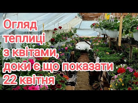 Видео: Огляд теплиці з квітами на 22 квітня.