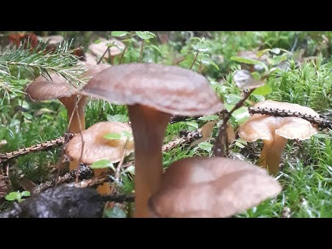 Видео: Грибы в ноябре!!! Трубчатая лисичка/Что это??? Где собирать?!