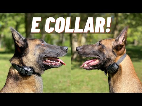 Видео: Углублённая дрессировка с электронным ошейником против первого сеанса! Мои две бельгийские овчарк...