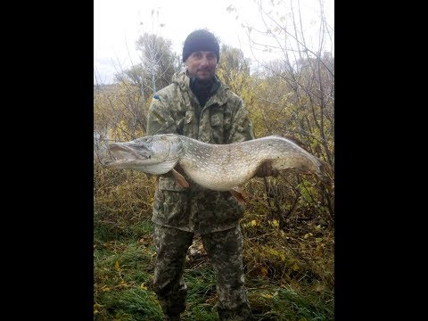 Видео: Первый осенний трофей. Огромная щука на маленькую цикаду.