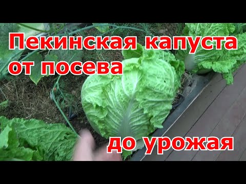 Видео: Пекинская и китайская капусты от посева до урожая. Выращивание в теплице. Какие сорта выбираю.