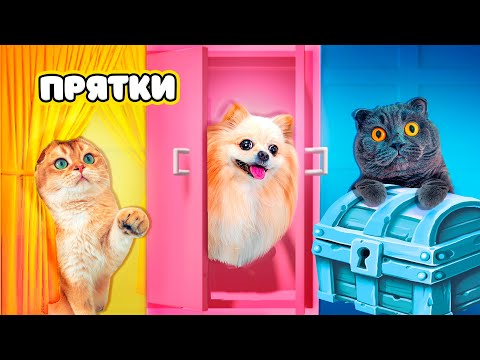 Видео: ПРЯТКИ по ЦВЕТАМ с ПИТОМЦАМИ в РЕАЛЬНОЙ ЖИЗНИ | СЕКРЕТНЫЙ ЭТАЖ - ОДИН из ПИТОМЦЕВ ПОТЕРЯЛСЯ