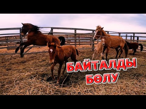 Видео: Жылқыларды қораға қамап, байталдарды бөліп Ақбақай айғырыма қостық.
