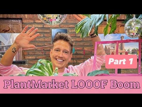 Видео: PlantMarket LOOOF Дерево Антверпен ЧАСТЬ 1