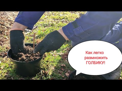 Видео: Самый лёгкий способ размножения голубики.