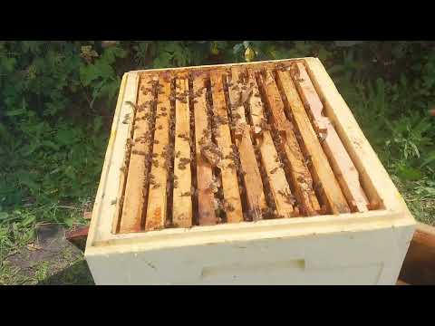 Видео: Расплод и мед, часть 2