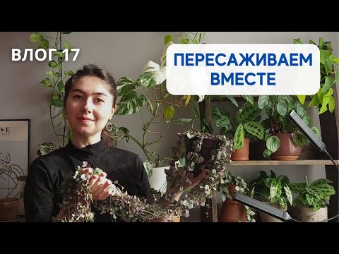 Видео: Как сделать ПЫШНОЕ РАСТЕНИЕ из нескольких черенков