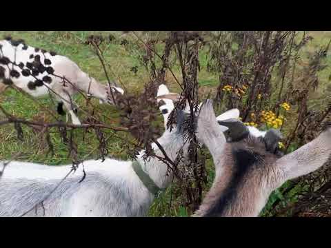 Видео: Чим глистогонити козів і які вітаміни давати 