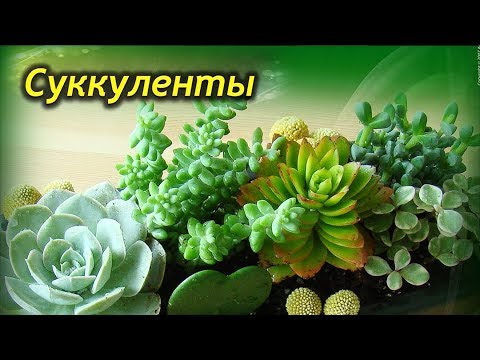 Видео: Как ухаживать за суккулентами! Частые ошибки новичков!