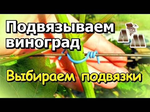 Видео: 🍇 Как подвязывать виноград? Выбор подвязок для винограда