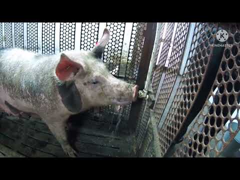 Видео: 459‼️Отсыпал дорогу шлаком ‼️Отлучил свиноматку от поросят🐷🐖