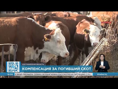 Видео: Поголовье сельхоз животных восстанавливают после паводка в Костанайской области