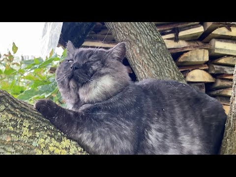 Видео: Кот Мыр и друзья на прогулке 