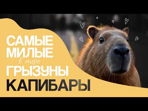 Видео: Капибара - самый милый и дружелюбный грызун. Наталья Носова